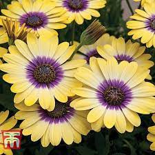 Osteospermum Blue Eyed Beauty Plug Plants Thompson Morgan