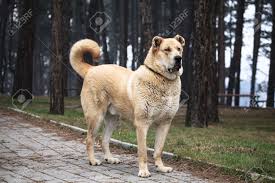 In this guide we will tell you everything about him, from his. Super Gross 105 Kg Junge Alabai Hund Posiert Im Park Lizenzfreie Fotos Bilder Und Stock Fotografie Image 36309363