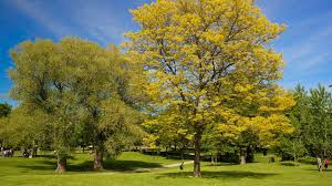 It is bounded on the east by bathurst street, on the north by college street, on the south by queen street west, and by dovercourt road on the west. Trinity Bellwoods Park Park Review Conde Nast Traveler