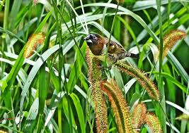 Image result for Setaria sphacelata