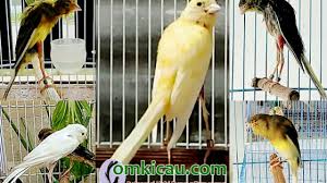 Maybe you would like to learn more about one of these? Cara Mencetak Kenari Postur Ala Terminal Canary Om Kicau