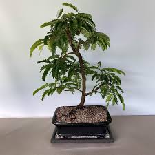 If you care well, your bonsai remains. Tamarind Bonsai Tree Bonsai Outlet