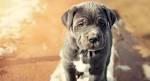 Neapolitan Mastiff Puppies for Sale in Virginia