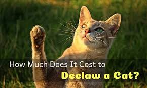 Declawed cats are unable to protect themselves or even escape effectively from danger in the wild, and must live exclusively inside. How Much Does It Cost To Declaw A Cat Nolonger Wild