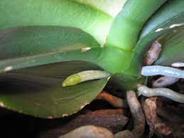 We did not find results for: How To Tell The Difference Between Orchid Roots And Orchid Spikes Brooklyn Orchids