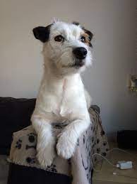 pin by lori amos on jrt s jack russell jack russell terrier jack russell puppies