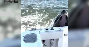 humpback whale hits boat long island