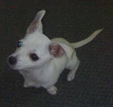 Besides the conditions already discussed, fox terrier chihuahua mix puppies are vulnerable to von willebrands disease, and eye problems such as cataracts and glaucoma. Scotchi Dog Breed Information And Pictures