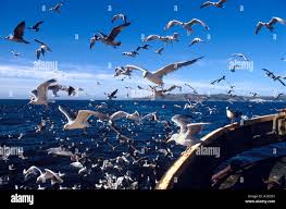 نتیجه جستجوی لغت [discards] در گوگل