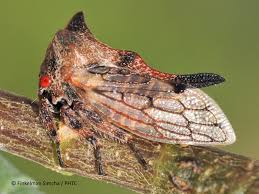 Image result for Oxyrhachis