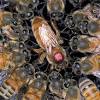 Cartoon cute bee vector 01. Https Encrypted Tbn0 Gstatic Com Images Q Tbn And9gcttlqq6jxdmqjyzenuomkf Kghkwjocmo44djwz Ssb Rey Lkc Usqp Cau