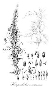 Image result for Crabbea cirsioides