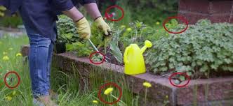Pulling a weed the hard way. 6 Beneficial Weeds You Shouldn T Have Pulled Out From Your Garden The Lost Herbs