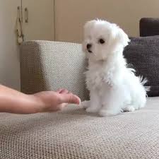 Sharon Uzick Adli Kullanicinin Cute Dogs Panosundaki Pin Malta Kopegi Kediler Ve Yavrulari Ve Sevimli Kopekler