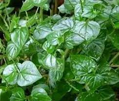 Manfaat pertama yang dapat diperoleh dari daun sirih cina adalah membantu dalam mengatasi kondisi sakit kepala. Wajib Tahu Ternyata Berikut Manfaat Daun Sirih Cina Salah Satunya Obat Penyakit Ginjal Mantra Sukabumi