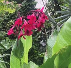 Image result for Chlorophytum amplexicaule