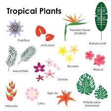 Tropical plants are some of the prettiest indoor plants, and they're easy houseplants too. Pin On Exotic Plants Flowers