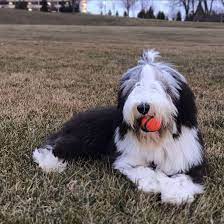 Your Bouncy Bearded Collie K9 Web