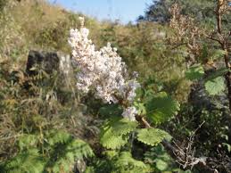 Image result for Tetradenia