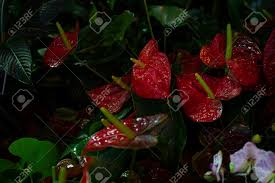 View other commonly requested plants on our wiki! Anthurium Flamingo Lily Red Heart Shaped Flower Dark Green Leaves On The Background Of Defocused Plants Horizontal Postcard Wallpaper Stock Photo Picture And Royalty Free Image Image 140457520