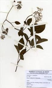 Image result for Cyphostemma crotalarioides