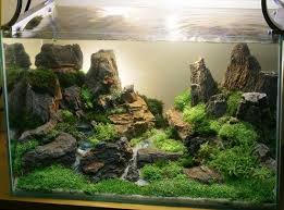 Aquascaping Floating Island Google Search Planted Aquarium Ikan Akuarium Aquarium Air Tawar