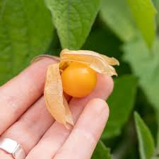 Image result for Physalis peruviana