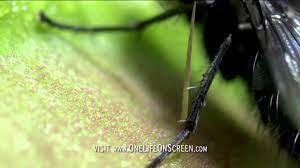 Venus fly trap in deadly action | One Life | BBC - YouTube
