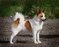Norrbottenspets are a very easy going and loving dog. Dog Norrbottenspitz Or Norrbottenspets Breeding Puppy Available