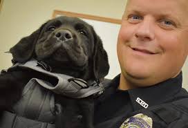 New comfort dog Raider making his rounds in Somerset