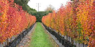 We are passionate about growing the best trees and love the heritage fruit tree and dwarf fruit tree varieties. Fleming S Advanced Trees Fleming S