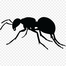 Lihat ide lainnya tentang gambar, putih hitam, siluet. Semut Royaltyfree Taman Semut Hitam Gambar Png