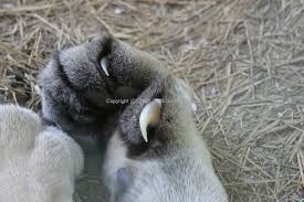 Many dogs have dew claws, the claws just above the paws on the lower part of their leg. How Big Is A Dewclaw By Shastacat Fur Affinity Dot Net