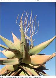 Image result for Aloe littoralis