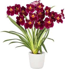 Buy From 100 Varieties Of Orchid Plants Online All India