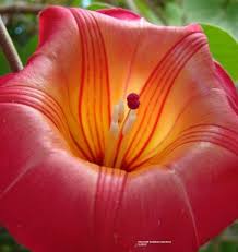 Image result for Stictocardia