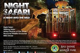 Many marine animals like barracuda, hawksbill turtle, giant sunfish, giant moray eel, hammerhead shark, and sea snakes have been recorded in the waters. Night Safari At Bali Safari And Marine Park With Private Transfer 2021 Nusa Dua