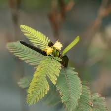 Image result for Chamaecrista parva