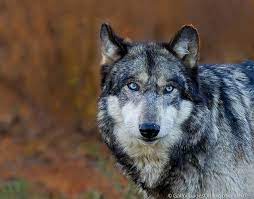 Steely Blue Eyes Wolf Portrait Wolf With Blue Eyes Wolf Love Wolf Hybrid