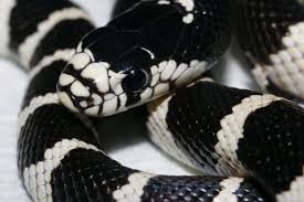 Black And White Striped Snake Texas King Snake California King Snake Reptiles Snake