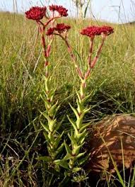 Image result for Crassula alba