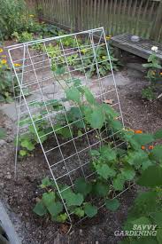 Plant cucumber plants green nature creative picture leaves high definition pictures flower flowers growth high definition picture background insect soil ladybug food garden fresh leaf. Cucumber Plant Spacing For High Yields In Gardens And Pots