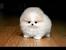 Teacup Toy Dog Breeds