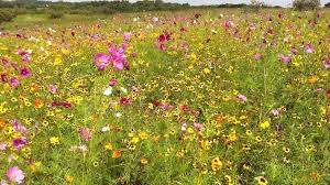 Maybe you would like to learn more about one of these? Western Wildflower Seeds American Meadows Mature Height 72 Inches