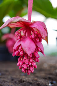 Image result for Medinilla