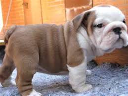 Our english bulldogs will come complete with their first shots and deworming along with their health records, registration papers (if applicable) and a 1 year warranty. Pets Pakistan Charming English Bulldog Puppies Available