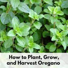 How To Plant Grow And Harvest Oregano Together Time Family