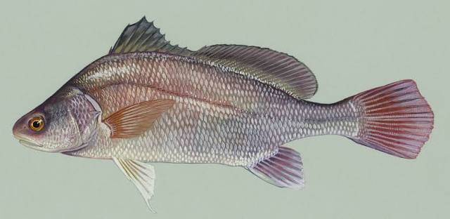 Freshwater drum - Wikipedia