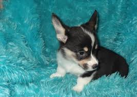 Why buy a corgi puppy for sale if you can adopt and save a life? Pembroke Welsh Corgi Puppies For Sale Gilbert Az 92258
