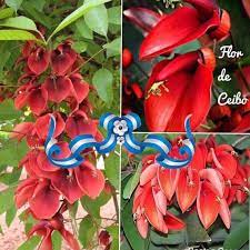 22 De Noviembre Dia De Nuestra Flor Nacional Argentina Y Uruguay El Ceibo Jardines